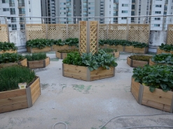 도봉구, ‘가인초등학교’ 등 6개 시설 옥상텃밭 조성 완료