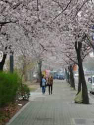 여의도에서 벚꽃도 보고! 축제도 즐기고!