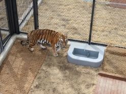 백두대간 ‘호랑이숲’에  백두산호랑이 3마리 추가 방사