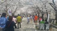 수안보 꿩 환경산체비빔밥행사 2000명참석