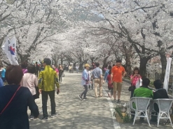수안보 꿩 환경산체비빔밥행사 2000명참석