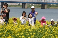 ‘노란 유채꽃 물결’ 한강서래섬에서 축제 열린다