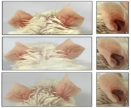 토종 유산균, 아토피 피부염 완화 효과 탁월