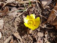 지리산서 봄꽃 첫 개화…내달 초 국립공원 봄꽃 본격 개화