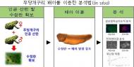 자생 무당개구리 활용 호흡기질환 치료 물질 탐지기법 개발