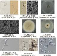 한강 등서 신종 9종 포함 미기록 담수균류 85종 발견