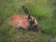 멸종위기 1급 ‘꼬치동자개’, 경북 하천 2곳에 방류