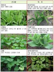 “산나물로 알고 먹었는데”…산행시 ‘독초 주의보’