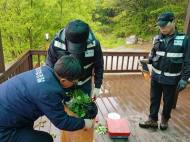 모집산행 통한 산나물·산약초 불법 채취 무더기 적발