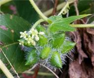 한강청, 한강하구 장항습지 생태계계교란식물 제거 활동
