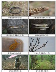 국내 멸종위기종 10종 중 4종이 DMZ에 서식
