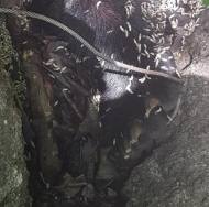 광양 백운산 반달가슴곰, 올무에 걸려 숨진 채 발견