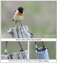 국립공원관리공단, 여름철새 ‘검은딱새’ 이동경로 첫 확인