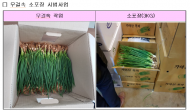 가락시장, 산물쪽파 “포장 및 팰릿 하차거래” 실시
