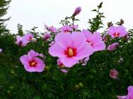 전국 숨겨진 무궁화 명소는 어디?