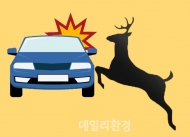 “야생동물 사고 잦은 곳, 안전운전 하세요” 찻길사고 집중예보