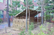 충남연구원, 식목일 기념 자연친화 농법 금산인삼밭 재현
