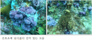 해양환경공단, 해양보호구역 제주 문섬 주변 환경정비