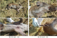 경기도 연천 민통선 내 멧돼지 폐사체에서 아프리카돼지열병 바이러스 검출