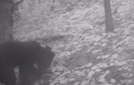 덕유산 인근 삼봉산서 반달가슴곰 한 마리 서식 확인