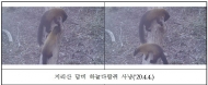 지리산과 내장산에서 멸종위기 야생생물 Ⅱ급 담비의 사냥 모습 포착돼