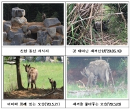 멸종위기 야생생물 Ⅰ급 산양 3년 연속 번식에 성공