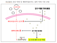 수식물 활용한 뇌질환 개선 건강기능식품 상용화 추진