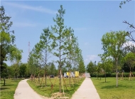 한강사업본부, 올해 7만 그루 울창한 ‘한강숲’ 추가 조성