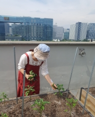 수색동 ,어르신에게  친환경텃밭 작물 전달