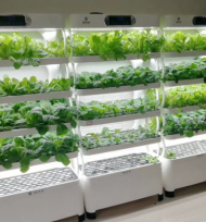 은평구, 코로나 블루...  쉼터 미니텃밭 추가모집