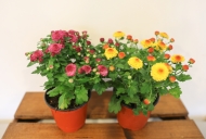 베어트리파크 추석맞이 ‘무료 환경체험’ 이벤트