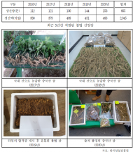 김선교 의원,5년여간 산양삼 불법 유통 적발 ...1,287건, 매년 증가