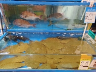 후쿠시마 원전오염수 방출...일본 수산물 전면 수입금지 검토해야