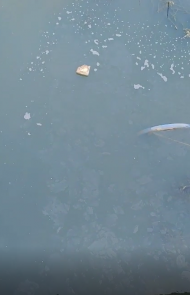 폐수에서 신경계 독성물질을 분해하는 박테리아 발견