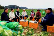 [포토] 한덕수 국무총리 배추 수확현장... 김장재료 수급상황 등 환경점검