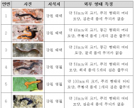 환경부, 습지플라나리아류 신종 21종 발견… 환경 지표종 활용 기대