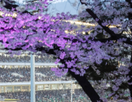 봄의 낭만은 그대로... 렛츠런파크 서울 벚꽃축제 축소 시행