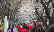 ‘2025 동대문구 봄꽃축제’4월 5~6일 장안벚꽃길에서 진행