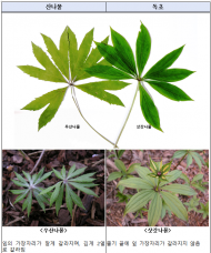산에서 채취한 나물, 정말 먹어도 괜찮을까?  독초와 구별하는 법