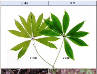 산에서 채취한 나물, 정말 먹어도 괜찮을까?  독초와 구별하는 법