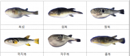 복어는 반드시 조리 자격을 취득한 전문가가 조리했는지 확인 후 섭취