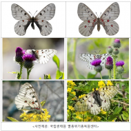 환경부.국립생태... 주민 제보로 광동댐 인근에서 200여 마리 이상 서식 확인