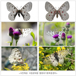 환경부.국립생태... 주민 제보로 광동댐 인근에서 200여 마리 이상 서식 확인
