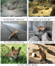 환경부, 여우 증식기술 확보로 새끼 출산 이어져,  올해도 30마리 방사