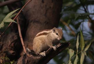 땅속에 도토리 저장하는 다람쥐, 도대체 어떻게 찾는 것일까?