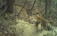 기후에너지환경부,12마리 새끼 보살피는 여우 등 국립공원 야생동물 양육장면 포착