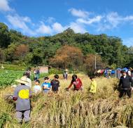 도시에서 만나는 ‘진짜 벼베기’…강북구, 토종벼 추수 체험