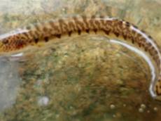 전세계에서 한국에만 사는 ‘좀수수치’, 보호 필요성 커져