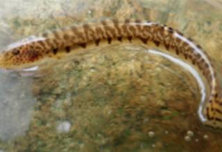 전세계에서 한국에만 사는 ‘좀수수치’, 보호 필요성 커져 