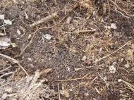 러브버그, 친환경 방제제 실험 성공? 내년 야외 검증 돌입